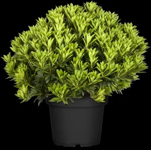 Pieris jap. 'Purity' - 7.5 Ltr pot - image 2