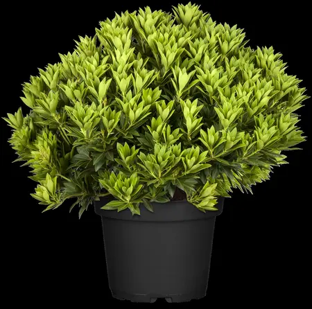Pieris jap. 'Purity' - 60-80 CM C20 - image 2