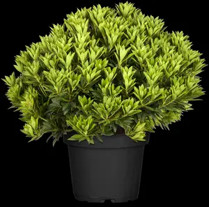 Pieris jap. 'Purity' - 60-80 CM C20 - image 2