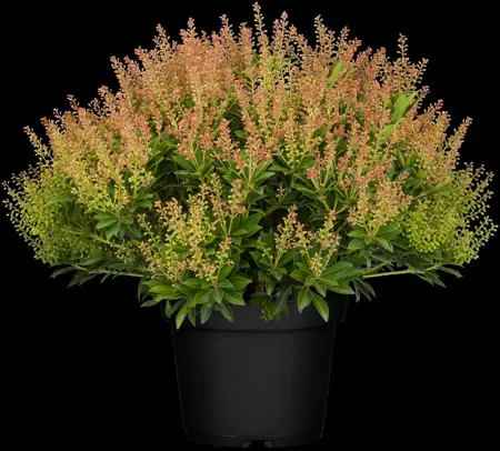 Pieris jap. 'Purity' - 7.5 Ltr pot - image 4