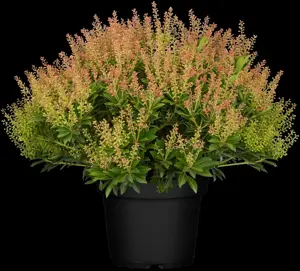 Pieris jap. 'Purity' - 7.5 Ltr pot - image 4