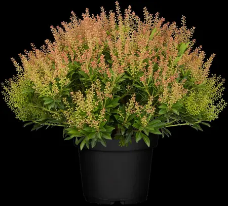 Pieris jap. 'Purity' - 60-80 CM C20 - image 4