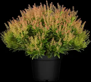Pieris jap. 'Purity' - 60-80 CM C20 - image 4