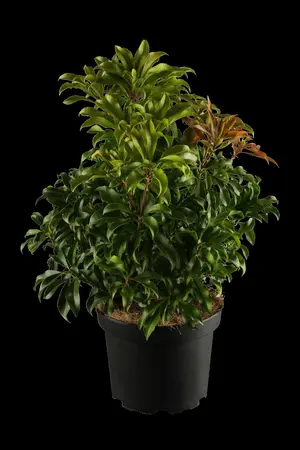 Pieris jap. 'Ralto Rose' - LINERS 18 CEL TRAY P9 SIZE - image 1