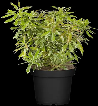Pieris jap. 'Ralto Rose' - LINERS 18 CEL TRAY P9 SIZE - image 4
