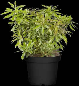 Pieris jap. 'Ralto Rose' - LINERS 18 CEL TRAY P9 SIZE - image 4