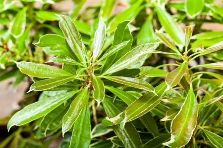 Pieris jap. 'Ralto Rose' - LINERS 18 CEL TRAY P9 SIZE - image 5