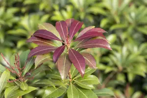 Pieris jap. 'Red Mill' - P13 - image 2