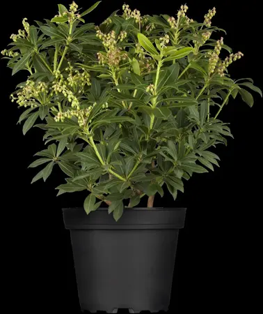 Pieris jap. 'Sarabande' - 10 Ltr pot - image 2