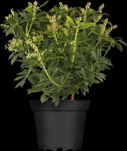 Pieris jap. 'Sarabande' - 10 Ltr pot - image 2