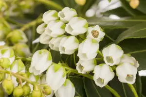 Pieris jap. 'Sarabande' - 10 Ltr pot - image 1