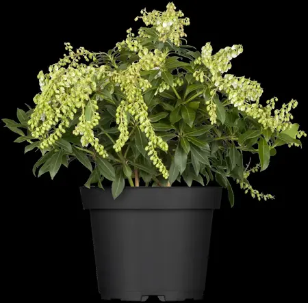 Pieris jap. 'Sarabande' - 10 Ltr pot - image 3