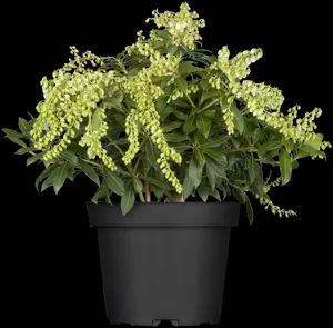 Pieris jap. 'Sarabande' - 10 Ltr pot - image 3