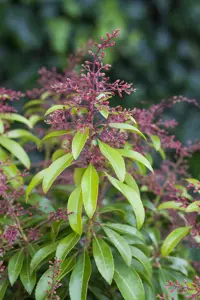 Pieris jap. 'Valley Rose' - P13 - image 5