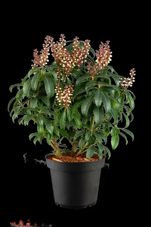 Pieris jap. 'Valley Rose' - P13 - image 4