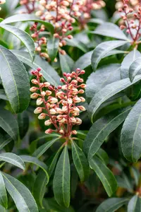 Pieris jap. 'Valley Rose' - 5 Ltr pot - image 4