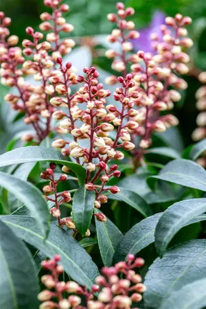 Pieris jap. 'Valley Rose' - 5 Ltr pot - image 5