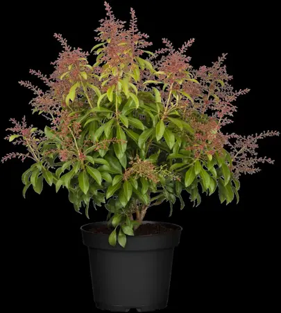 Pieris jap. 'Valley Rose' - P13 - image 3