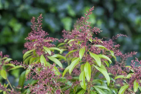 Pieris jap. 'Valley Rose' - P13 - image 2