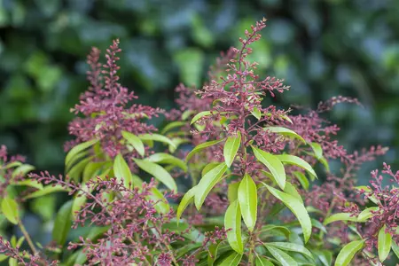 Pieris jap. 'Valley Rose' - 5 Ltr pot - image 2