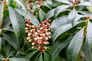 Pieris jap. 'Valley Rose' - 5 Ltr pot - image 3