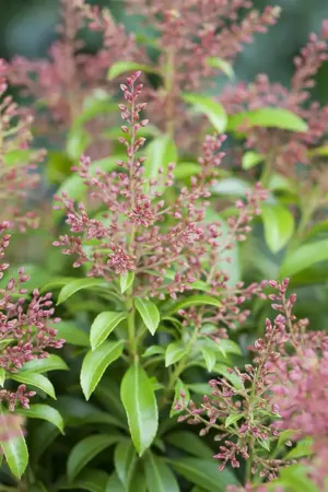 Pieris jap. 'Valley Valentine' - LINERS 18 CEL TRAY P9 SIZE - image 1