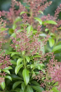 Pieris jap. 'Valley Valentine' - LINERS 18 CEL TRAY P9 SIZE - image 1