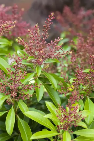 Pieris jap. 'Valley Valentine' - LINERS 18 CEL TRAY P9 SIZE - image 3