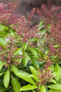 Pieris jap. 'Valley Valentine' - LINERS 18 CEL TRAY P9 SIZE - image 3