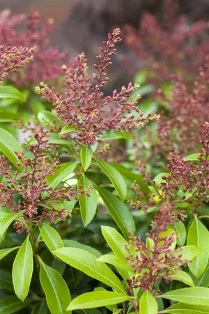 Pieris jap. 'Valley Valentine' - 3 Ltr pot - image 3