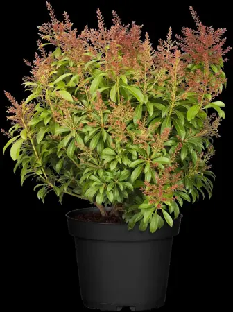 Pieris jap. 'Valley Valentine' - LINERS 18 CEL TRAY P9 SIZE - image 4