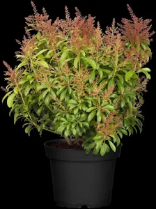 Pieris jap. 'Valley Valentine' - LINERS 18 CEL TRAY P9 SIZE - image 4