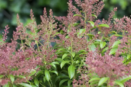Pieris jap. 'Valley Valentine' - LINERS 18 CEL TRAY P9 SIZE - image 2