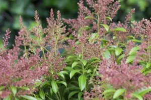 Pieris jap. 'Valley Valentine' - LINERS 18 CEL TRAY P9 SIZE - image 2