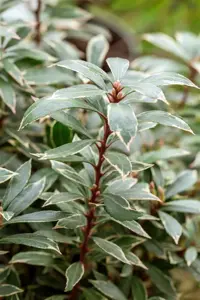 Pieris jap. 'Variegata' - 3 Ltr pot - image 5