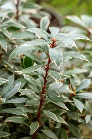 Pieris jap. 'Variegata' - 10 Ltr pot - image 5