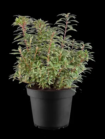 Pieris jap. 'Variegata' - 10 Ltr pot - image 3