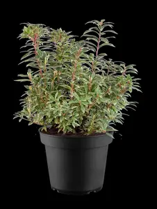 Pieris jap. 'Variegata' - 10 Ltr pot - image 3