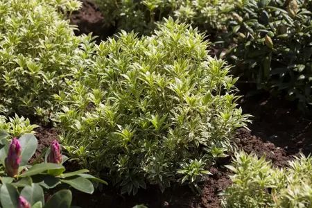 Pieris jap. 'Variegata' - 3 Ltr pot - image 1