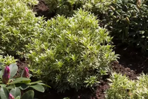 Pieris jap. 'Variegata' - 3 Ltr pot - image 5