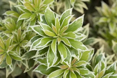 Pieris jap. 'Variegata' - 3 Ltr pot - image 2