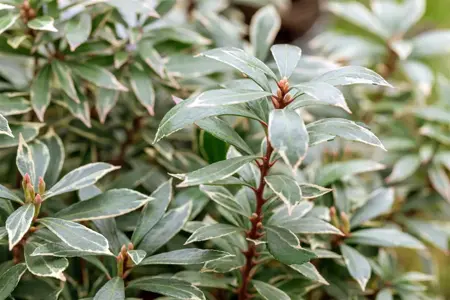 Pieris jap. 'Variegata' - 10 Ltr pot - image 4