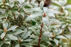 Pieris jap. 'Variegata' - 10 Ltr pot - image 4