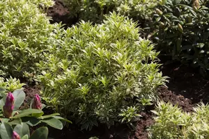 Pieris jap. 'Variegata' - 12 Ltr pot - image 1