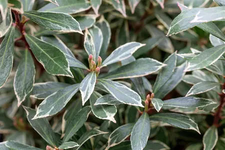 Pieris jap. 'Variegata' - LINERS 18 CEL TRAY P9 SIZE - image 5