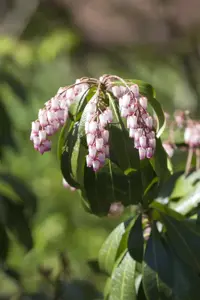 Pieris japonica(taiwanensis) - P13 - image 2