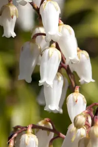 Pieris japonica(taiwanensis) - 60-80 CM C20 - image 5