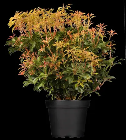 Pieris japonica(taiwanensis) - P13 - image 1