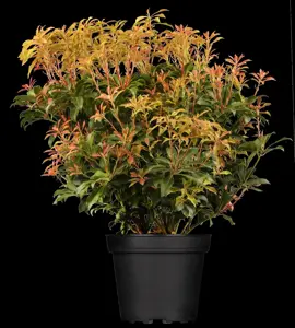 Pieris japonica(taiwanensis) - P13 - image 5