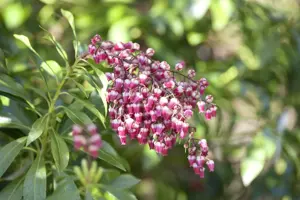 Pieris japonica(taiwanensis) - P13 - image 3
